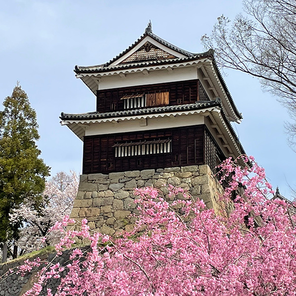上田城の周りに桜の花が咲き誇る様子